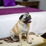 Casa Brunella - Hotel Boutique Queretaro